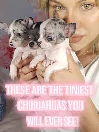 Fluffy Chihuahua Merle Puppy