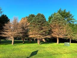 Colorado state university extension service suggests fruit trees suited to colorado's climate. Colorado Blue Spruce Windbreak Trees