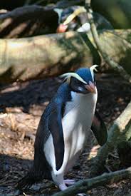See more ideas about penguins, pet birds, penguin love. Fiordland Penguin Wikipedia