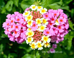 Perfect for landscape or sunny patio. Growing Lantana Plants Indoors Care Tips And Pictures