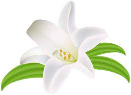 Lilium Flower Png Clipart Image Lilium Flower Lilly Flower Flower Clipart