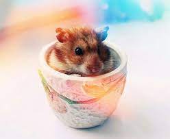Beautiful Hamster Photography Hamster Cute Hamsters Adorable