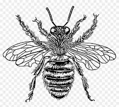 Western Honey Bee Insect Drawing Line Art Honey Bee Drawing Png Free Transparent Png Clipart Images Download Drawing drawing pin figure drawing drawing room bee technical drawing honey bee drawing board honey bee drawing. western honey bee insect drawing line