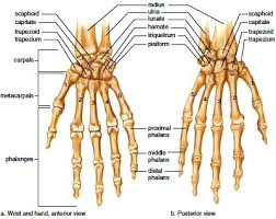 Right Wrist And Hand A Anterior View B Posterior View Anatomy Bones Human Body Anatomy Skeletal System