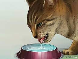 3 Ways To Treat A Cat With A Cold Wikihow