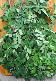 Image result for Moringa