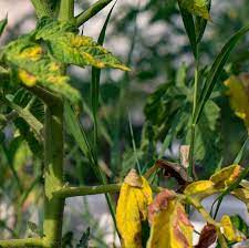 However, yellow leaves on tomato plants are an incredibly common problem that countless tomato gardeners come across at some time over the growing period. Why Are My Tomato Leaves Turning Yellow Agrilife Today