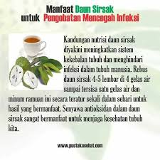 Manfaat Daun Sirsak Untuk Pengobatan Mencegah Infeksi Obat Alami Tanaman Obat Kesehatan