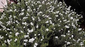 Image result for Eriocephalus