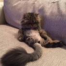 Dan Bilzerian on Instagram: “Much happier without a phone”