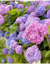 Msrp cup flower purple robe nierembergia hippomanica seeds. Hydrangeas For Sale Hydrangeas For Sale Flowers For Sale Hydrangea Flower