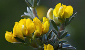 Image result for Priva curtisiae