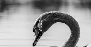 We would like to show you a description here but the site won't allow us. Black Swans Economics And The Meaning Of Green Economy Coalition