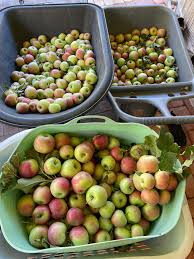 What variety are the red apples? - Facebook