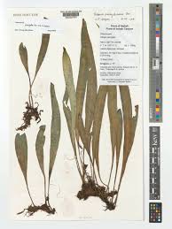 Image result for Vittaria elongata