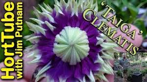 We did not find results for: Taiga Clematis Double Purple And Yellow Flowers Youtube