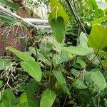 Image result for Marantochloa purpurea