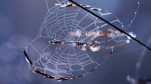 Nature forest, trees growing upward to the sun. State Of Nature In Europe A Health Check European Environment Agency