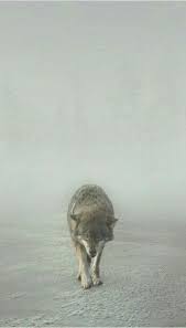 Lonely Wolf Animals Wild Wolf Wild Wolf