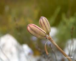 Image result for Moraea natalensis