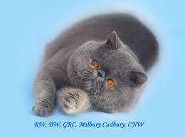 Black smoke exotic short hair princess considered a tortie smoke from the dot on her head. Milbury Exotic Shorthair Cattery Exotic Kittens For Sale Exotic Shorthair Breeder Exotic Shorthair Kittens For Sale Exotic Shorthairs Available Kittens For Sale Cat Breeder Exotics In Canada Exotics In Nova Scotia Exotic Shorthairs
