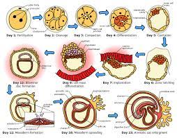 Tahapan perkembangan embrio pada manusia secara berurutan adalah : Proses Embriogenesis Pada Manusia Tahap Germinal Gastrulasi Neurulasi