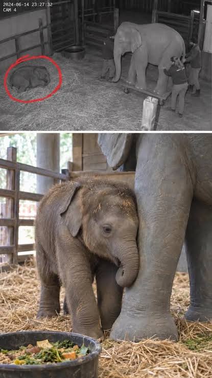 Baby elephant comforted by life-sized statue of mother