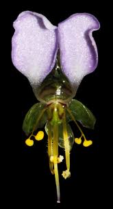 Image result for Aneilema leiocaule