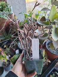 Image result for Monadenium rugosum