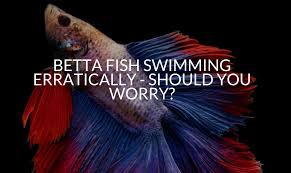 If the bowl is too. Betta Ich Treatment Save Your Betta Betta Care Fish Guide