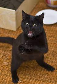 Roberto El Gato 053 365 Funny Cat Faces Cats Black Cat