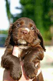 Black And Brown Cocker Spaniel Cocker Spaniel Can It Get Any Cuter Cocker Spaniel Puppies Spaniel Puppies Show Cocker Spaniel