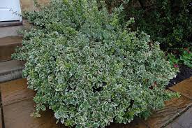 Image result for Euonymus fortunei