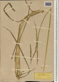 Image result for Phacelurus