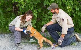 Alaska conservation foundation is thrilled to announce that we are hiring a development and operations associate and a communications and development associate! Alaska Wildlife Conservation Center Visit Real Alaskan Wildlife