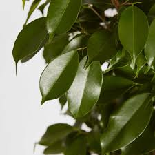 Image result for Ficus muelleriana