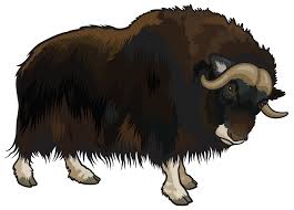 Yerli Yak k&uuml;&ccedil;&uuml;k resim - Buffalo hayvanı png indir - 1331 * 954 ...