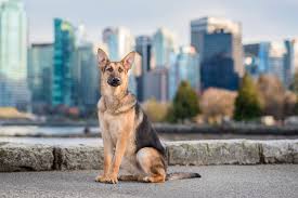 Think about the memories you have with your pets, the happy howls and purring when you get home from work, the wet kisses and warm snuggles when you least expect, and the comfort they give with each and every hug. Vancouver Pet Photography