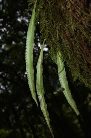 Image result for Lepisorus