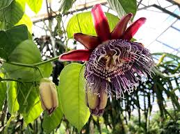 Image result for Passiflora quadrangularis
