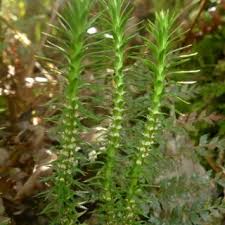 Image result for Huperzia afromontana