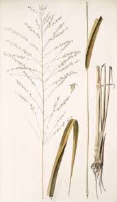 Image result for Panicum maximum