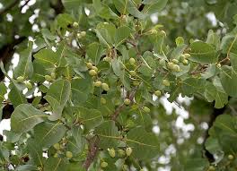 Image result for Terminalia stuhlmannii