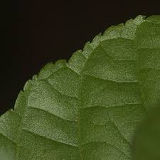 Image result for Glyphaea