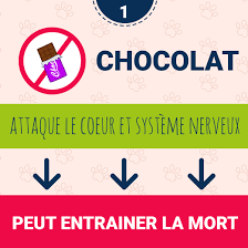 Le Chocolat Est Il Toxique Pour Mon Chien Ou Mon Chat Santevet Be