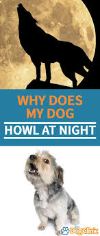 Does Your Dog Howl At Night Here S Why It Might Happen And How To Stop The Problem Dog Dogbehavior Dogs Dog Care Dog Behavior