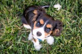 The 5 Most Expensive Dog Breeds Pethelpful By Fellow Animal Lovers And Experts