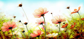 Beautiful Nature Flowers Background Summer Beach Wallpaper Flower Wallpaper Summer Wallpaper