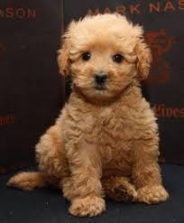 Cavapoo puppies are relaxed, snuggly house pets that get along with children! Adorable 9 Wk Cavapoo Puppies Cavalier King Poodle Non Shed For Sale In Detroit Michigan Classified Americanlisted Com