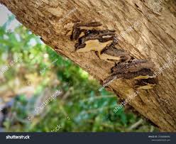 Image result for Phellinus pini